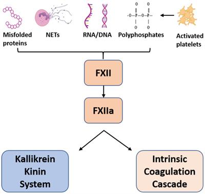 Vascular risk factors for COVID-19 ARDS: endothelium, contact-kinin system